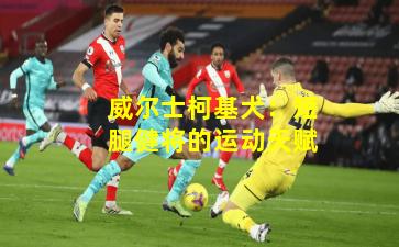 威尔士柯基犬:短腿健将的运动天赋